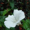 Calystegia sepium fleur